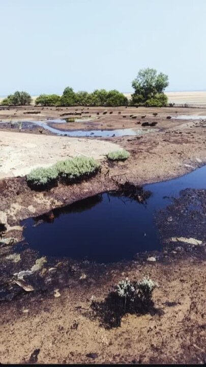 ورود لکه‌های نفتی به محدوده جنگل‌های حرا در روستای نقاشه شهرستان قشم
