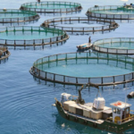 مجله اینترنتی کیاسبز
