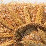 عرضه سبوس در بازارگاه فراهم شد