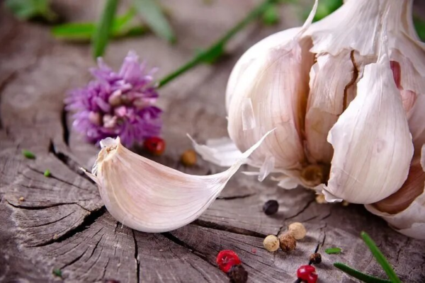 سیر را در یخچال نگذارید؛ قانون طلایی نگهداری سیر