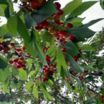 ارزآوری ۴.۳ میلیارد دلاری محصولات باغی و گلخانه‌ای