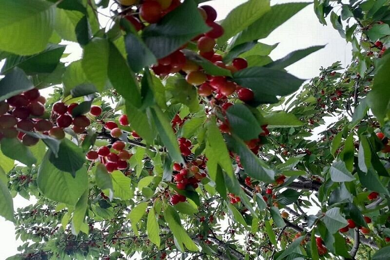 ارزآوری ۴.۳ میلیارد دلاری محصولات باغی و گلخانه‌ای